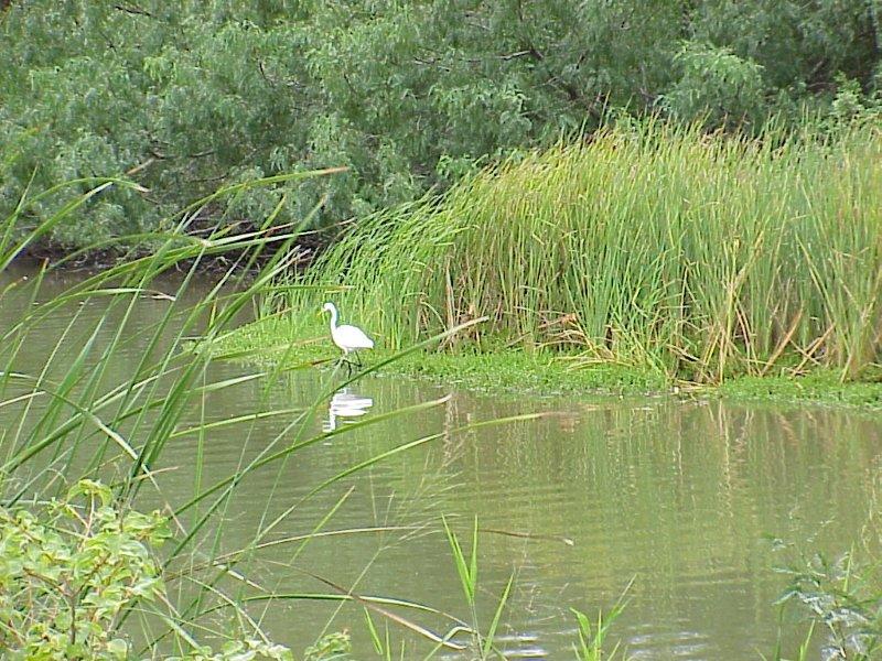 Egret